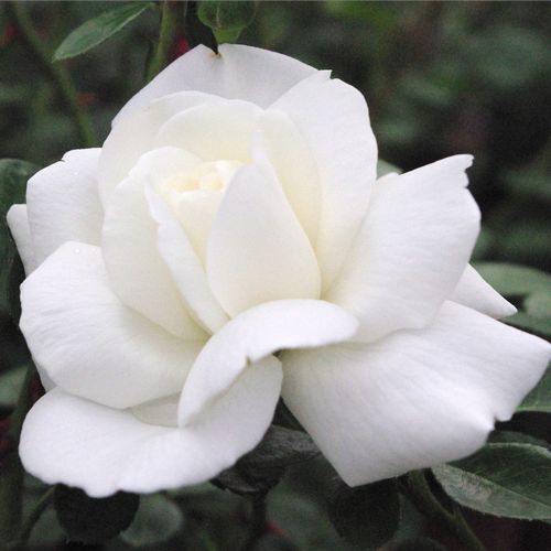 Rosa Ida Klemm - bianco - rose rambler